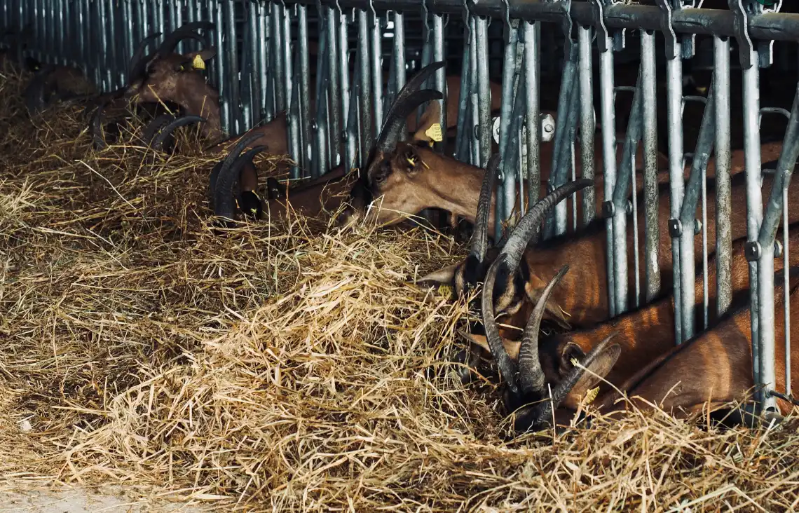 Producteur Formage Chèvres Charente | Chèvres de Sireuil.