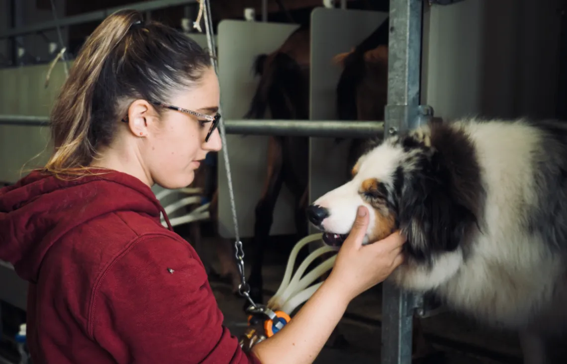 Producteur Formage Chèvres Charente | Chèvres de Sireuil.
