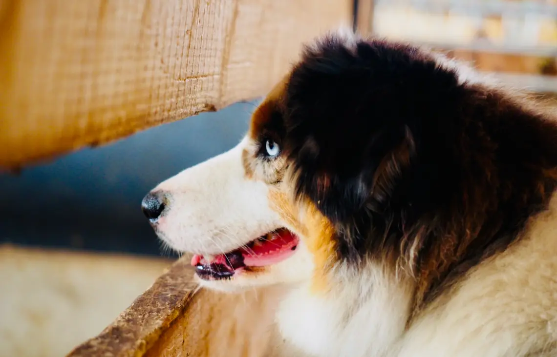 Producteur Formage Chèvres Charente | Chèvres de Sireuil.