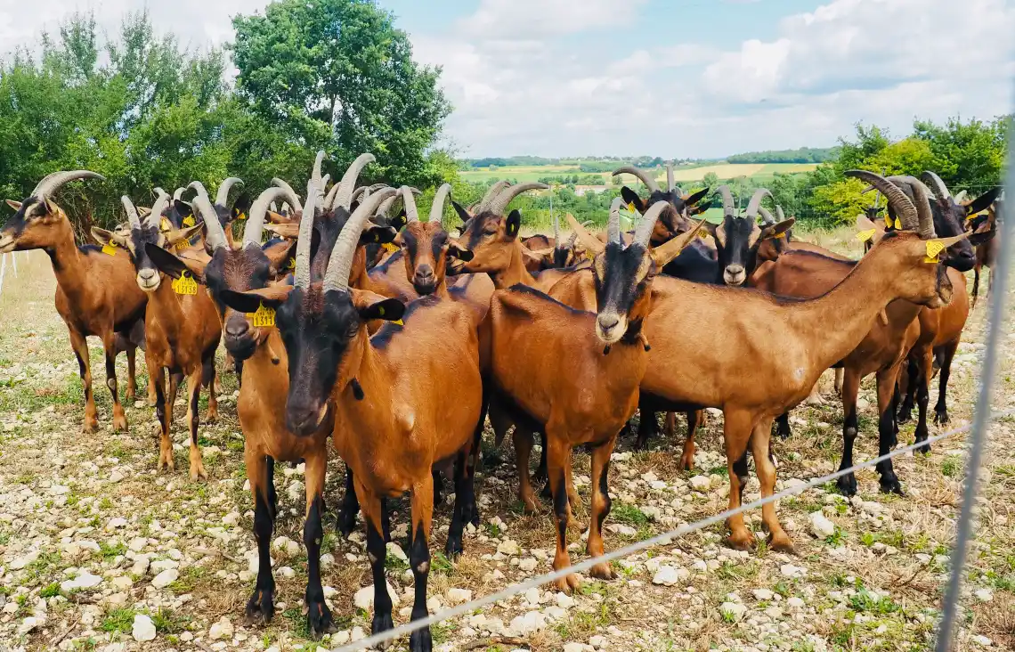 Producteur Formage Chèvres Charente | Chèvres de Sireuil.