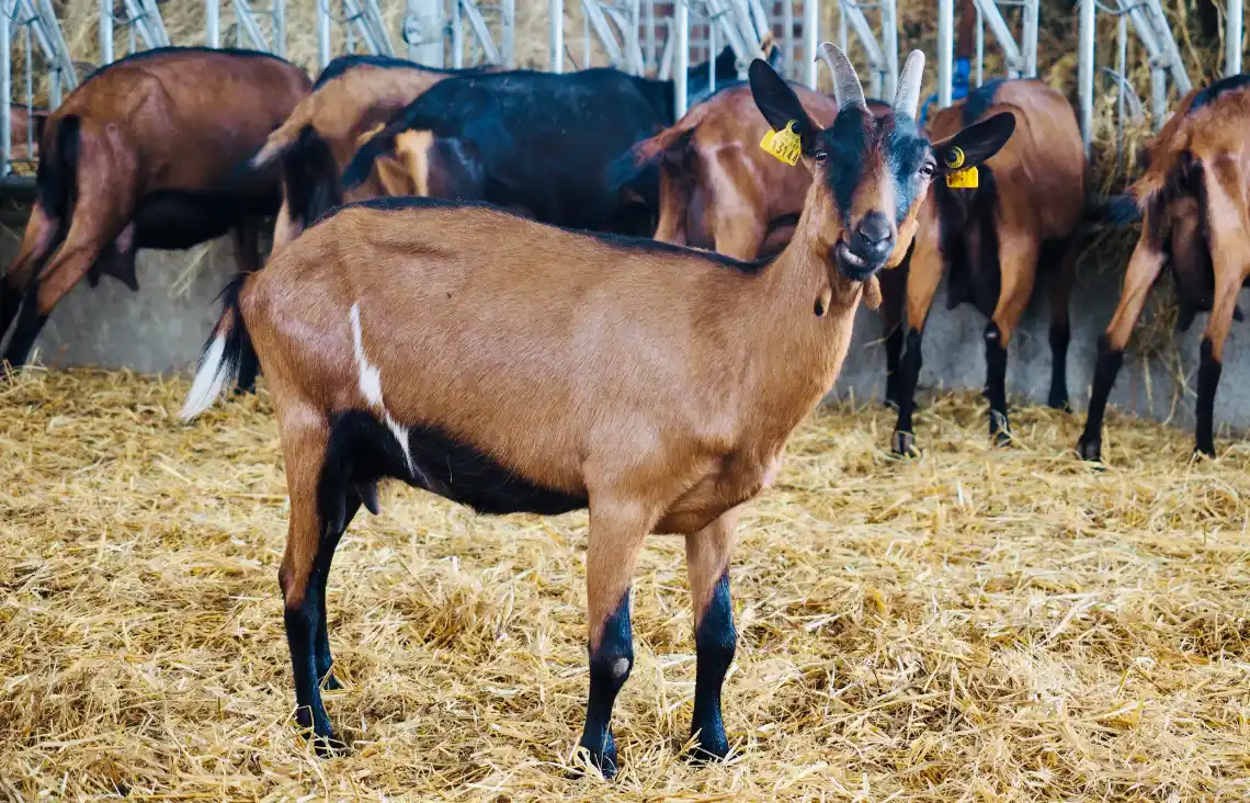 Producteur Formage Chèvres Charente | Chèvres de Sireuil.