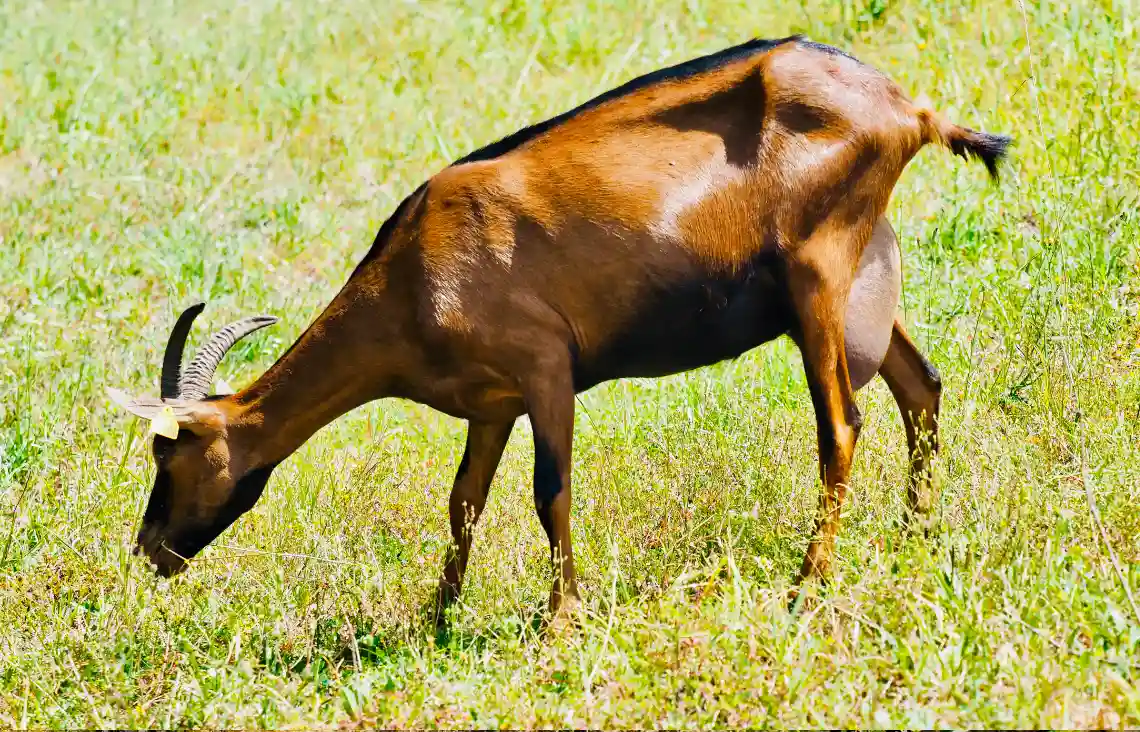 Producteur Formage Chèvres Charente | Chèvres de Sireuil.