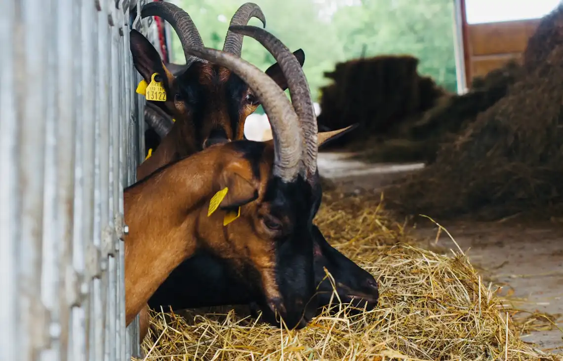 Producteur Formage Chèvres Charente | Chèvres de Sireuil.